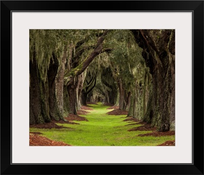 Long Path Through The Oaks To An Unknown Destination