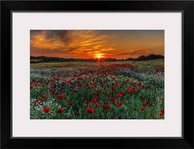 Poppies and Sunset Colors