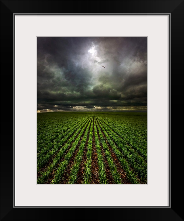 Countryside scene looking down the field of crops under a stormy looking sky.