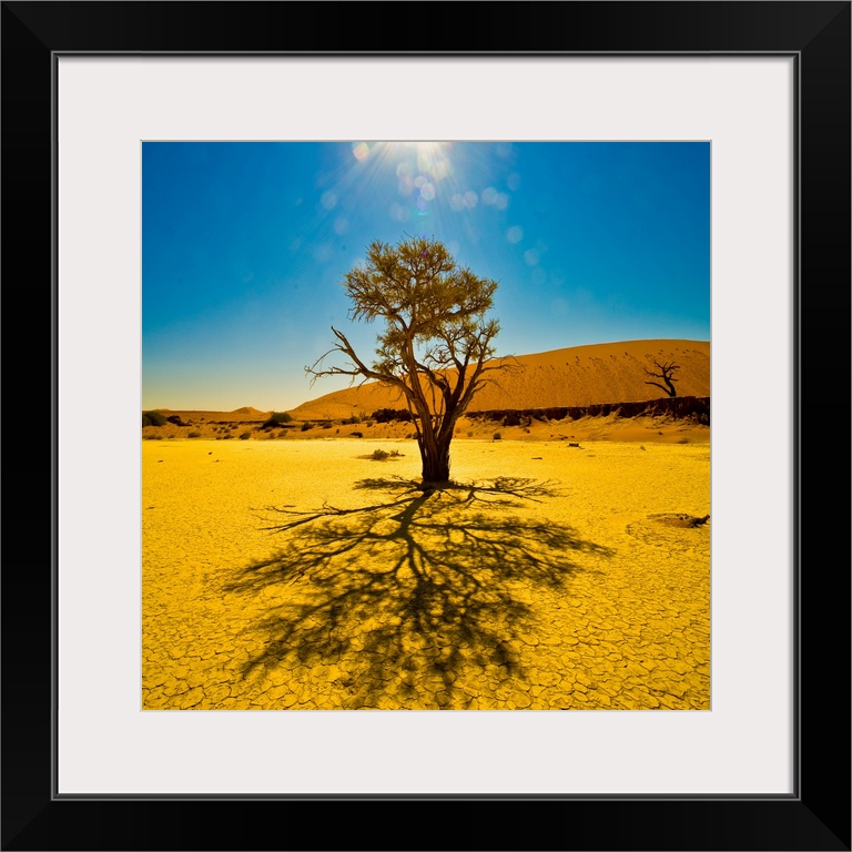 A tree in the sunlight in Sossusvlei, Namib Desert, Namibia.