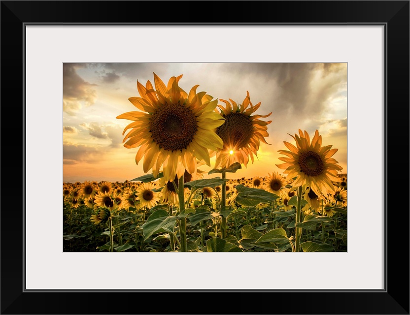 Sunflower field at sunset with a beautiful sun starburst.