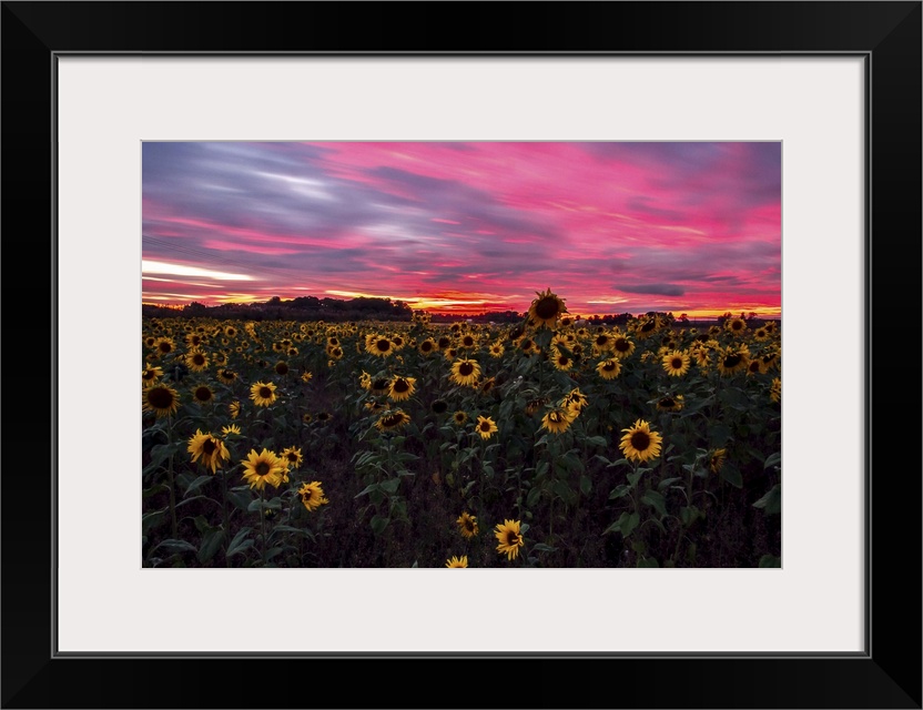 A field of Sunflowers turning away from the blazing night sun.