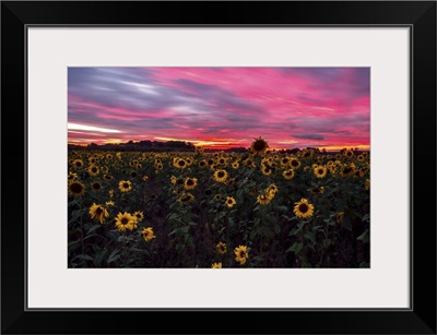 Sunflowers at Sunset