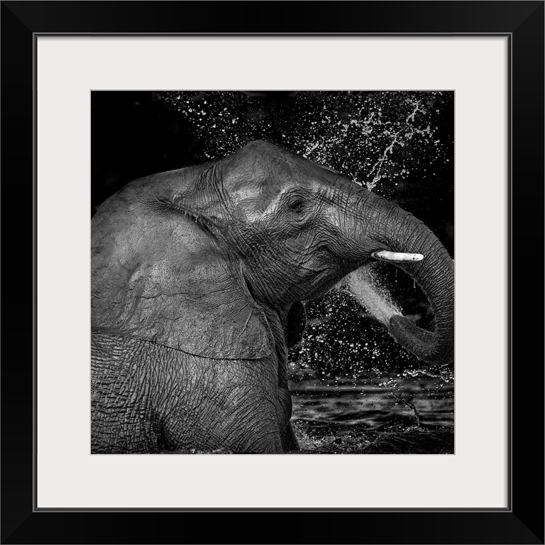 Black and white image of an elephant splashing itself with water from its trunk.