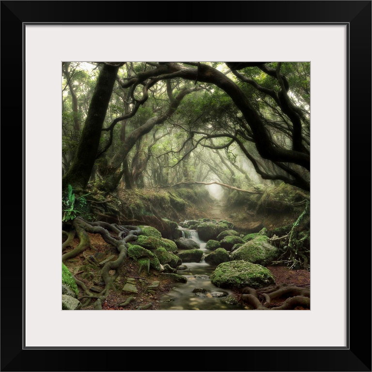 Tree branches forming an archway in a forest with a small stream.