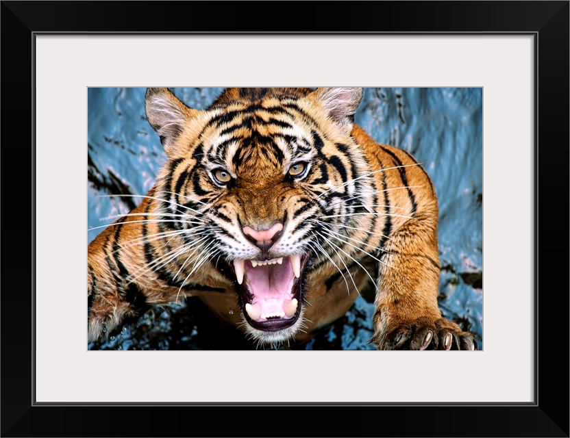 A snarling tiger leaping out of the water.