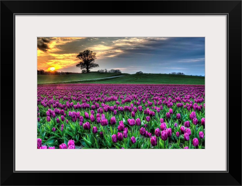 Tulips from Lolland, Vesterborg, in Denmark.