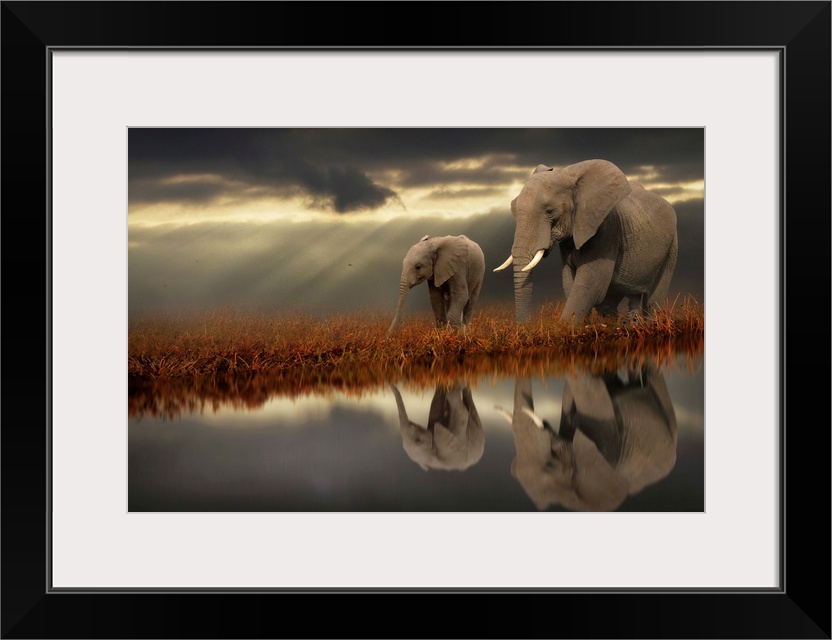 Two elephants walking along the water, with their reflections mirrored below, on a cloudy day.