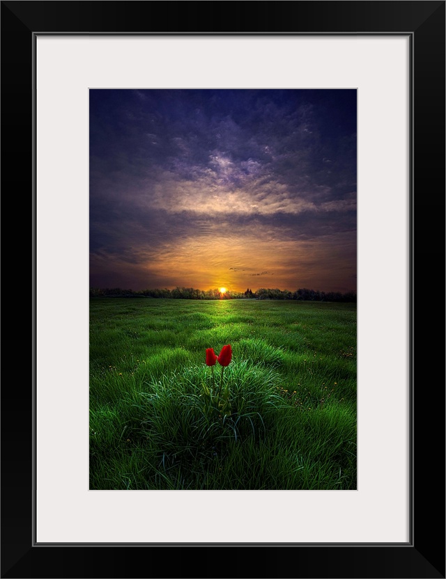 Two small red blooms in a green field, with a sunset on the horizon.