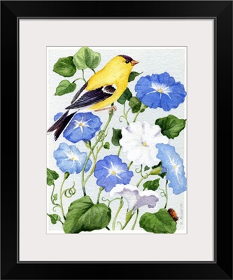 Goldfinch and Morning Glories