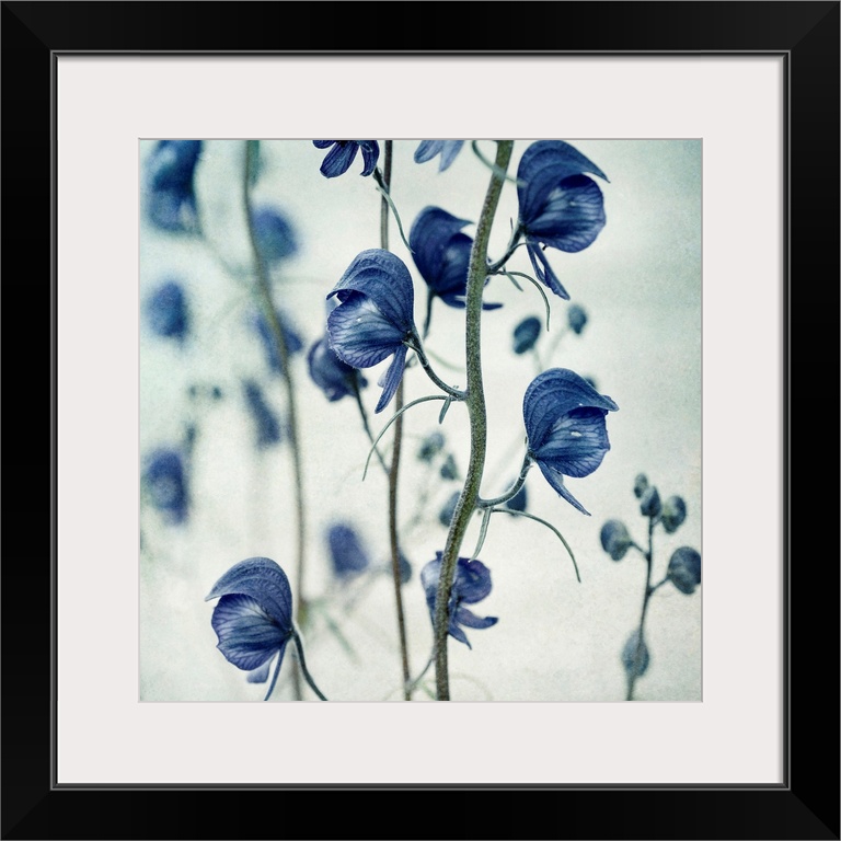 Huge photograph emphasizes the sharp focus on a blossom hanging down.  The intense focus of the flowers in the foreground ...