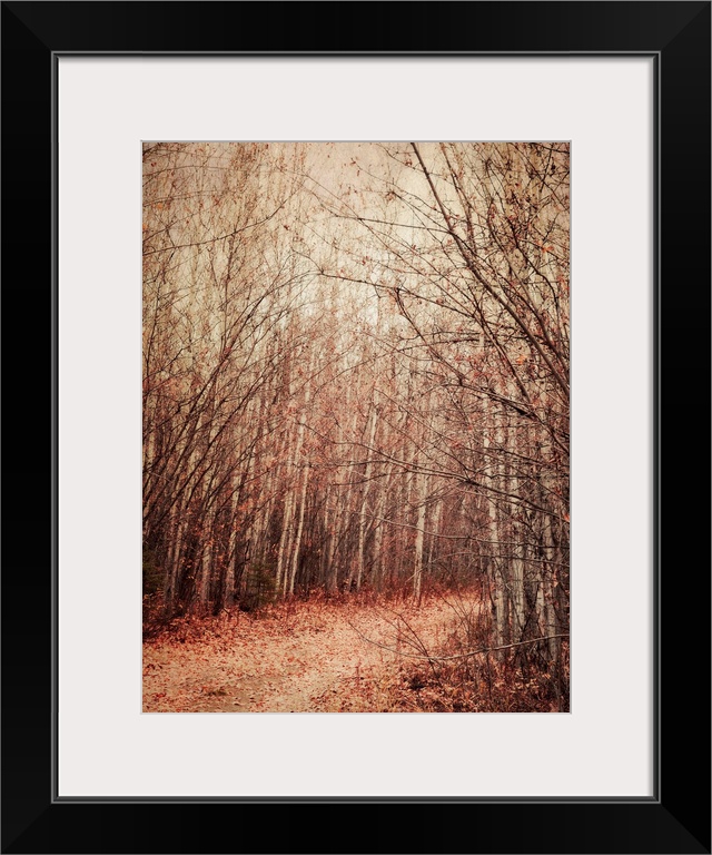 A walk into a birch forest in fall