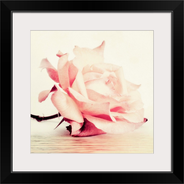 Photo of a single pink rose with vintage muted tones and texture.