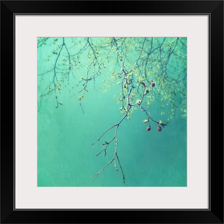 An artistic photograph of spindly tree branches hanging from the top of the image against a vibrant teal green background.