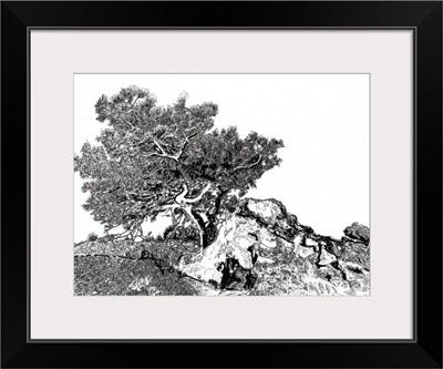 Torrey pine tree drawing