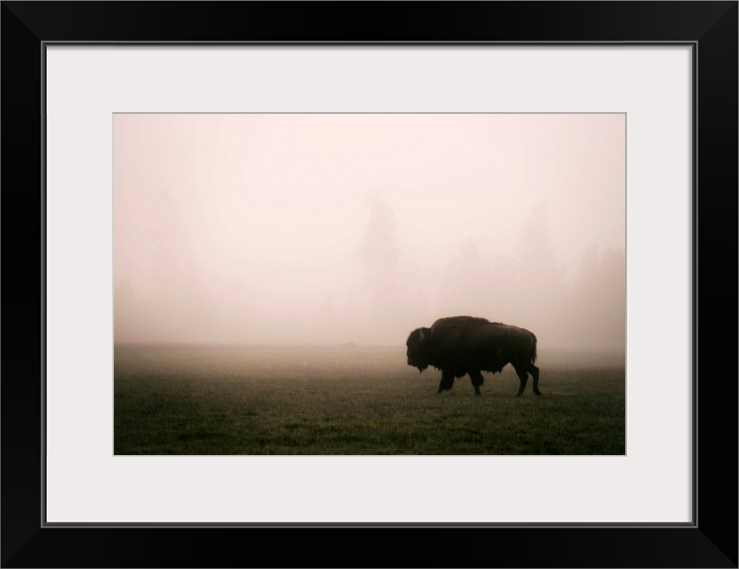 A bison in a misty field at Yellowstone National Park, Wyoming.