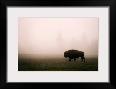 A Bison in Mist