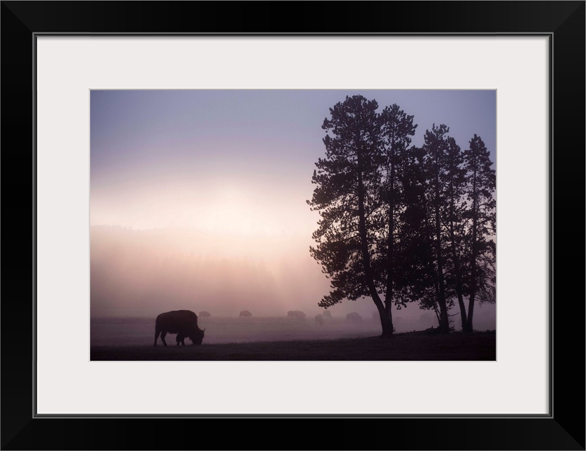 A bison in a misty field at Yellowstone National Park, Wyoming.