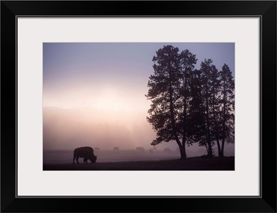 A Bison in Mist