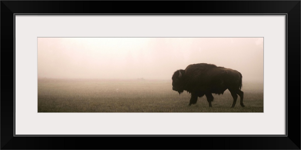 A bison in a misty field at Yellowstone National Park, Wyoming.