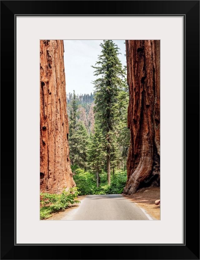 A road splits two giant Sequoias in Sequoia National Park, California.