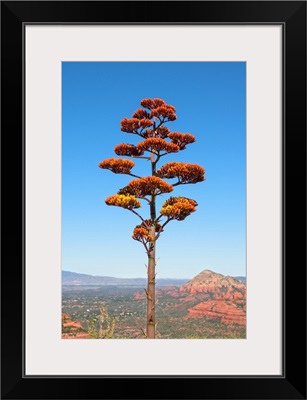 Agave Flower View