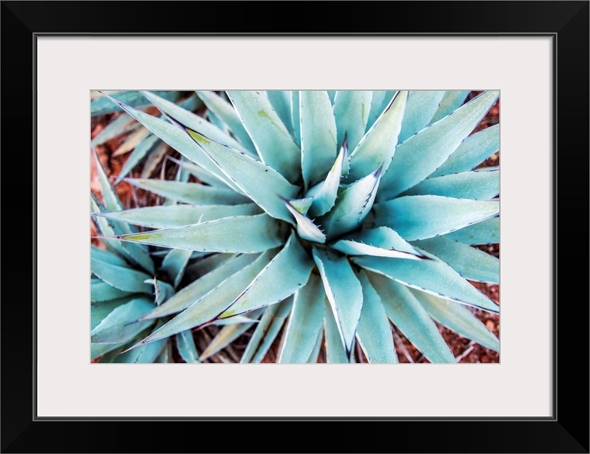 Close-up photograph of agave plants in Sedona AZ.