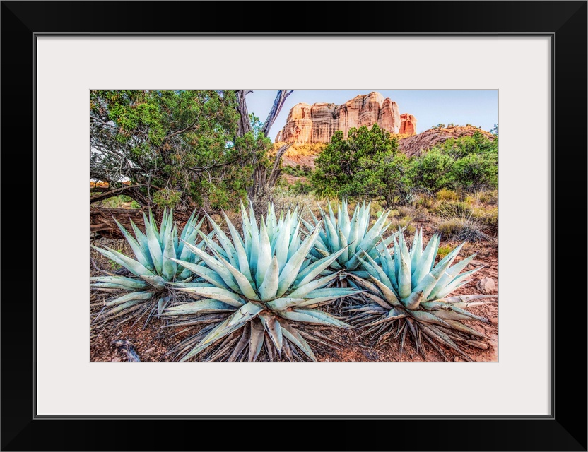 Landscape photograph of Agave plants in Sedona, AZ with Cathedral Rock in the background.