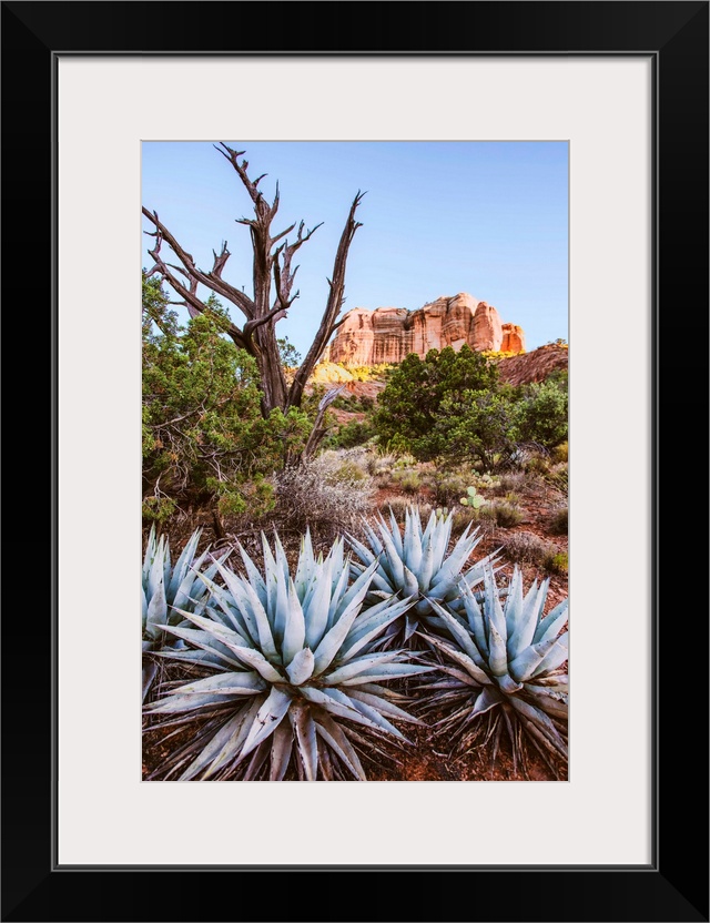View of agave plants with Cathedral Rock in the background, Sedona, Arizona.