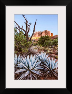 Agave Plants, Sedona, Arizona