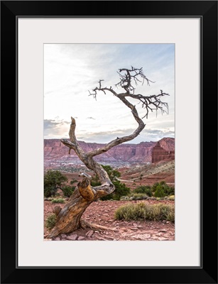 Barren Tree at Panorama Point, Capitol Reef National Park, Utah