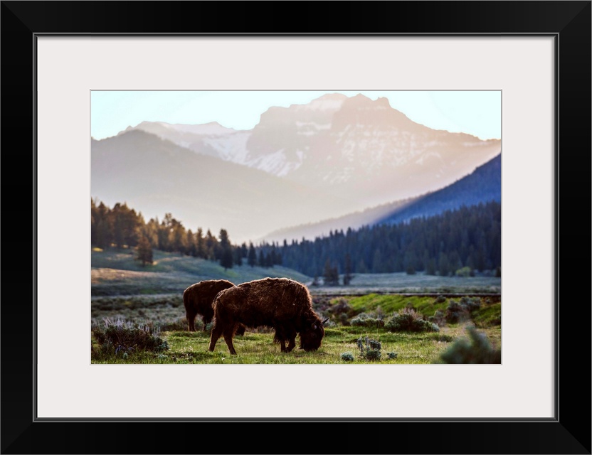 Bison grazing in a field with a mountainous landscape in the background.
