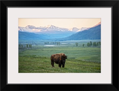 Bison In A Field With Rocky Mountains In View, Yellowstone National Park