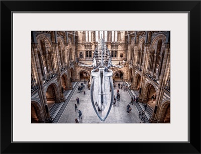 Blue Whale Skeleton, Hintze Hall, Natural History Museum, London, England