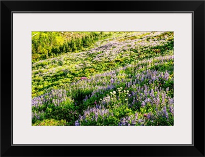 Broadleaf Lupine Wildflowers, Mount Rainier National Park, Washington