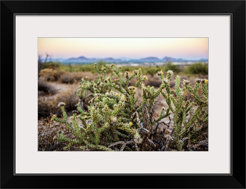 Cylindropuntia Acanthocarpa (Buckhorn Cholla Cactus) in Phoenix, Arizona.