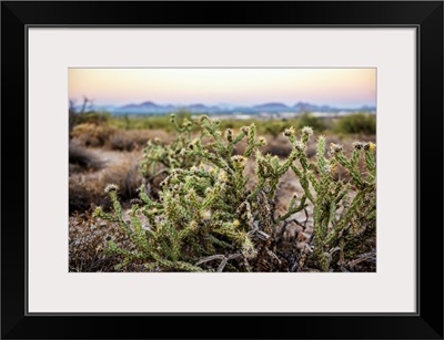 Buckhorn Cholla Cactus In Phoenix, Arizona