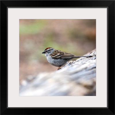 Chipping Sparrow at Yellowstone National Park