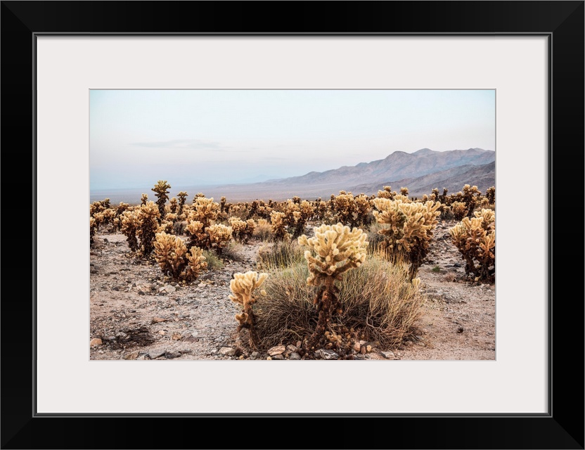 View of a Cholla cactus garden in Joshua Tree National Park, California.