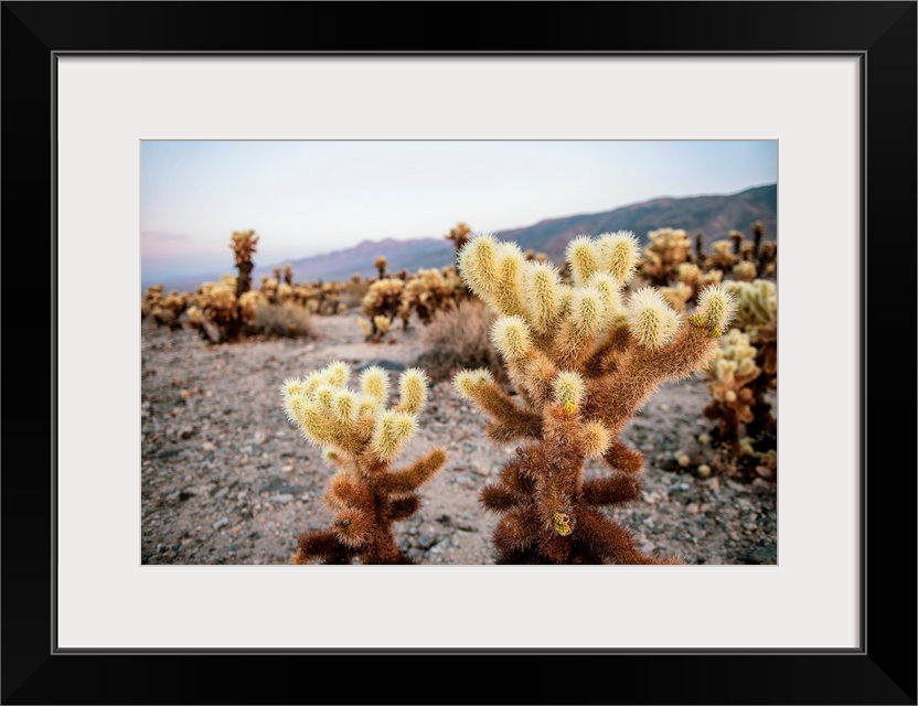 View of a Cholla cactus garden in Joshua Tree National Park, California.