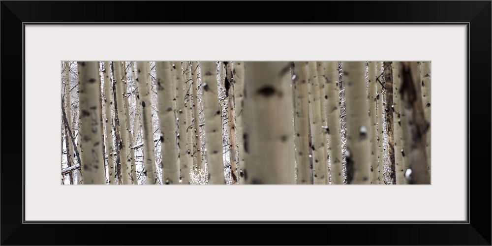 Close up panorama of slender birch trees in the snow in a forest in Aspen, Colorado.