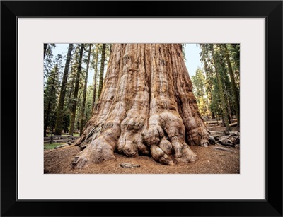 Close Up Of The General Sherman Tree In Sequoia National Park, California