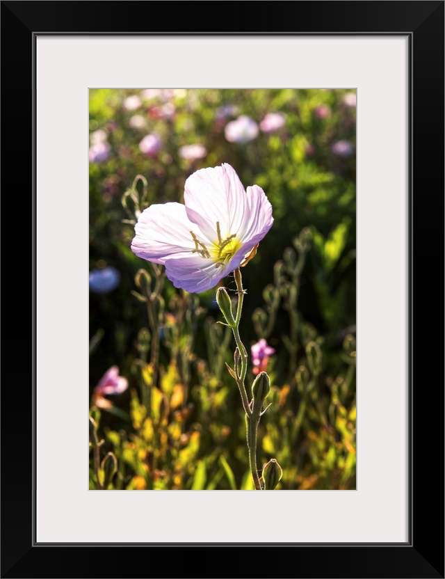 A wildflower in a field in Dallas, Texas.