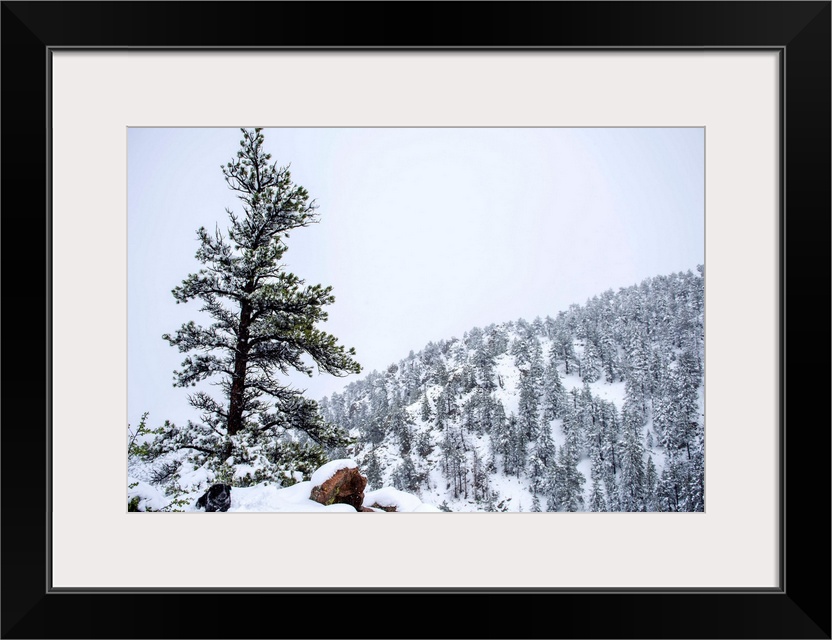 Snowy forest landscape surrounds a lone tree upon a hill accompanied by a dog.