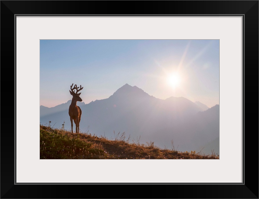 Early morning view of a deer near Hurricane Hill Trail in Olympic National Park, Washington.