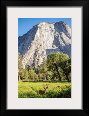 Deer Under Middle Cathedral Rock, Yosemite National Park, California