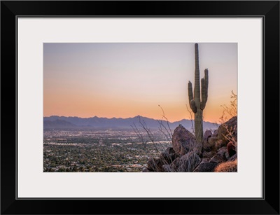 Distant View Of Phoenix With A Saguaro Cactus, Arizona
