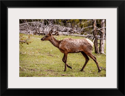 Elk Roams In Grand Teton National Park, Wyoming