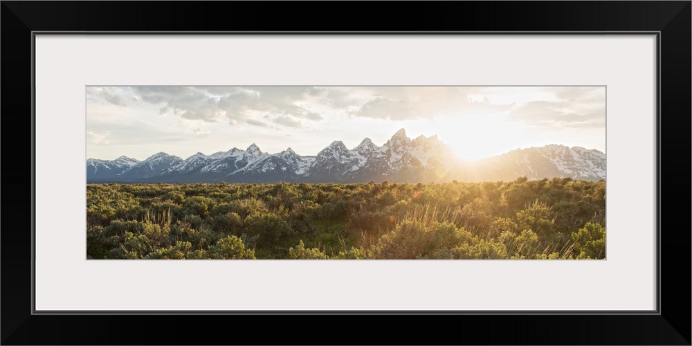 Field of Big Sagebrush growing in Grand Teton National Park, Jackson, Wyoming.