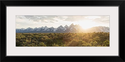 Field of Big Sagebrush growing in Grand Teton National Park, Jackson, Wyoming